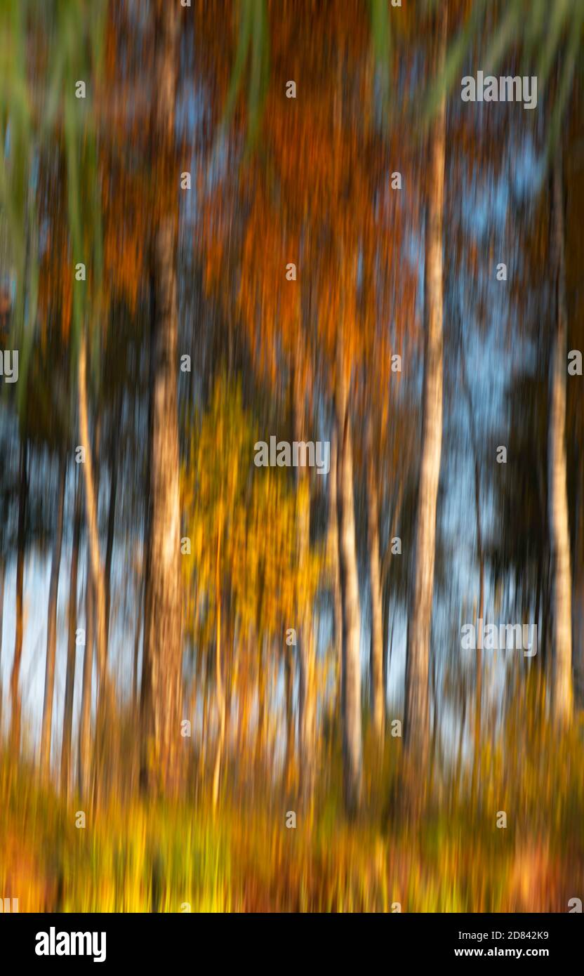 Autumn foresat background, motion blurry filter, special effects, colorful background Stock Photo
