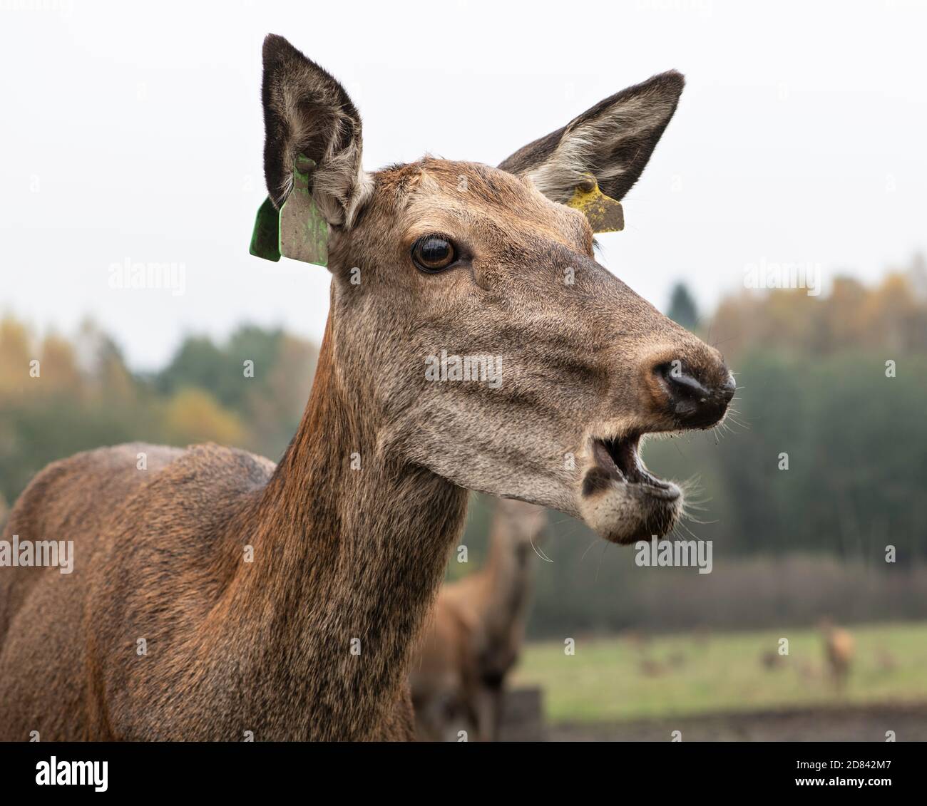 Nice big deer in autumn colours. deer portrait on dark background.Grazing animal in natural background, space for text, horizontal. Deer head with big Stock Photo