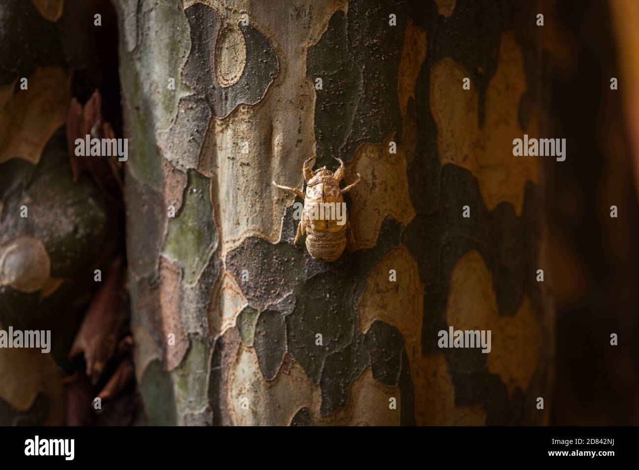 Insect molting cicada on a tree in nature Stock Photo