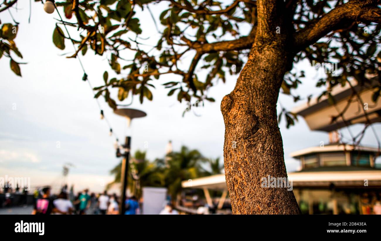 a tree on the seaside Stock Photo - Alamy