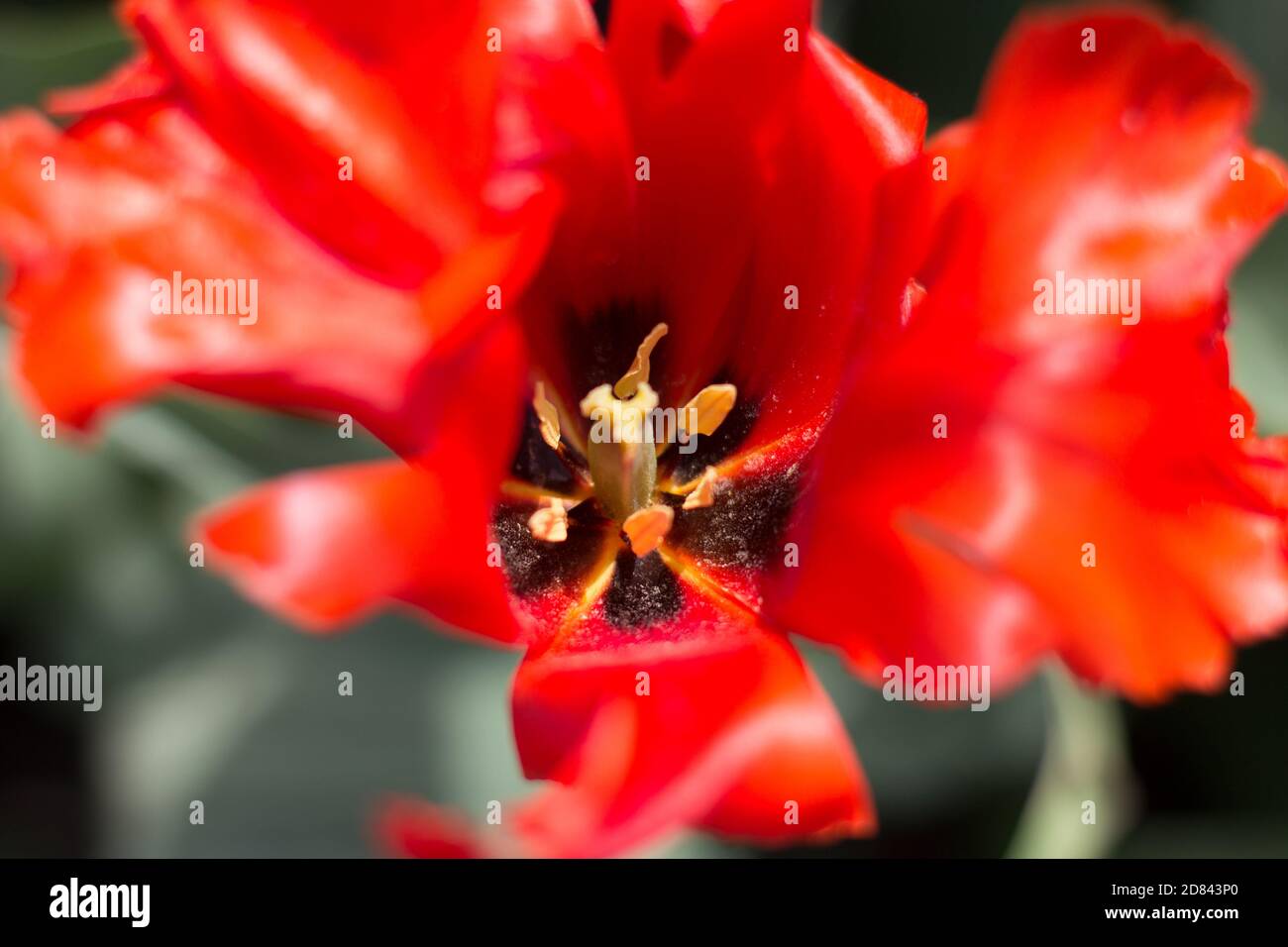 a red tulip bud inside closeup in garden Stock Photo