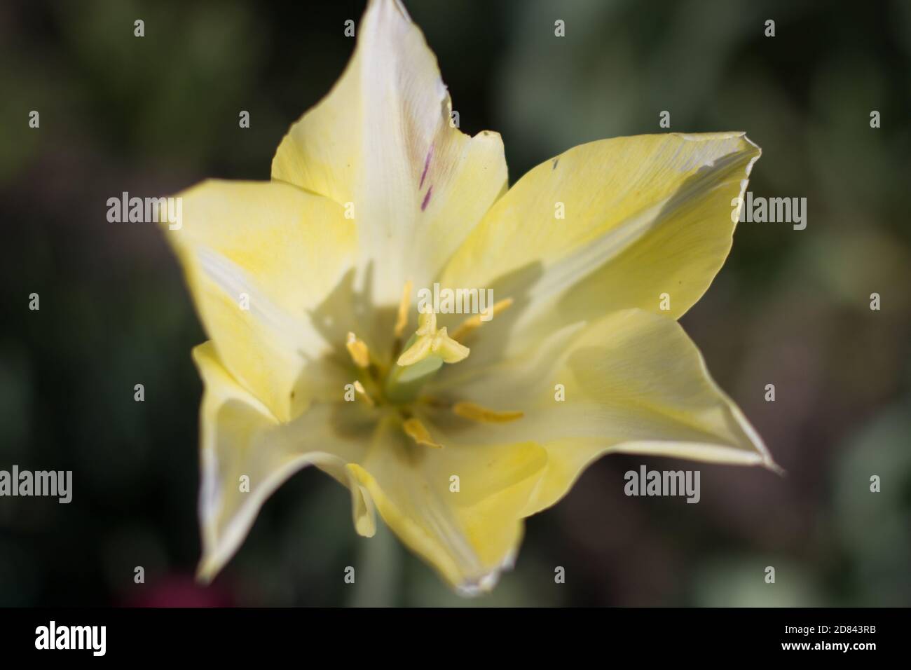 a big yellow flower growing in the garden Stock Photo