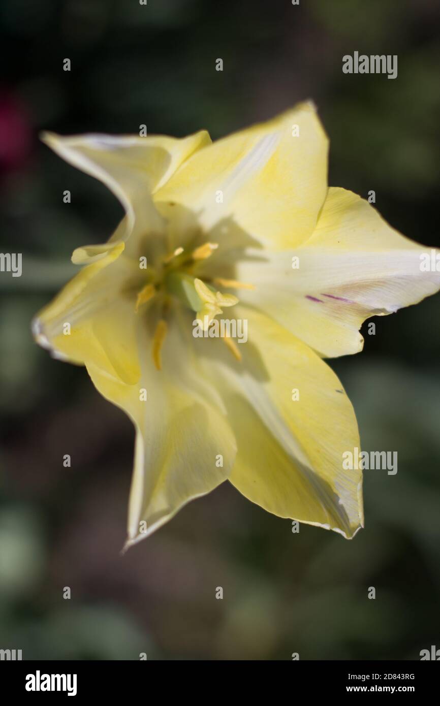 a big yellow flower growing in the garden Stock Photo