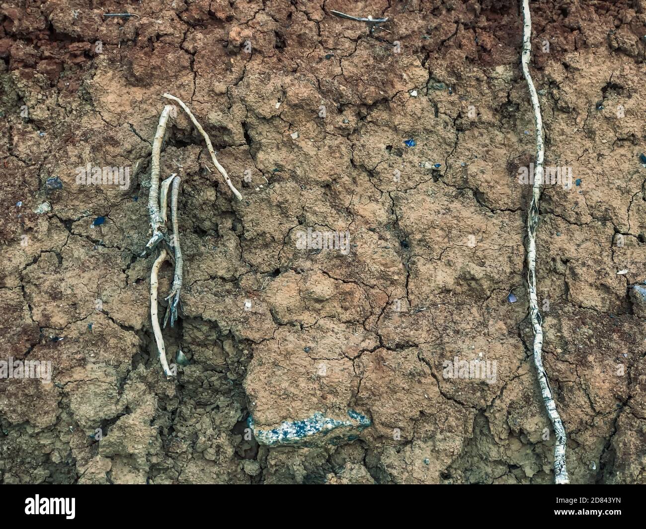 Cracked earth, a vertical slice of land on a cliff interspersed with stones and small roots. Close- up photo with selective focuse. Stock Photo