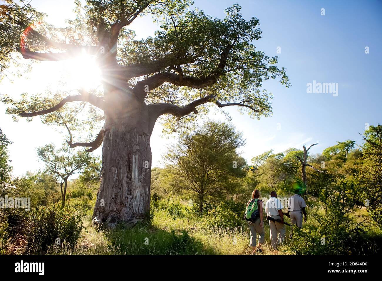Three people on a walking trail in the Pafuri Region, Kruger National Park Stock Photo