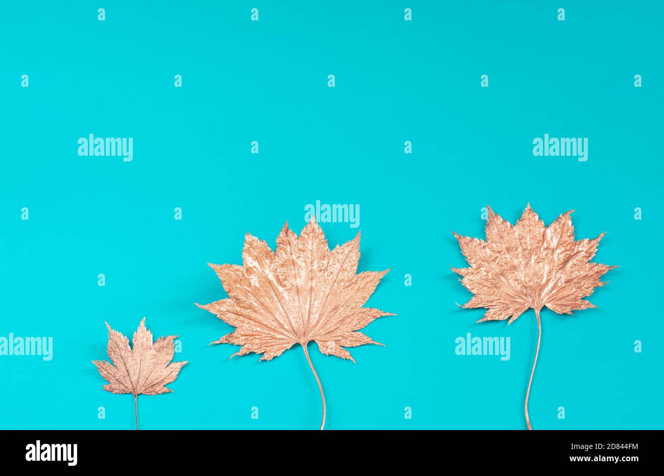 Turquoise background with golden leaves of Japanese maple (Acer ...