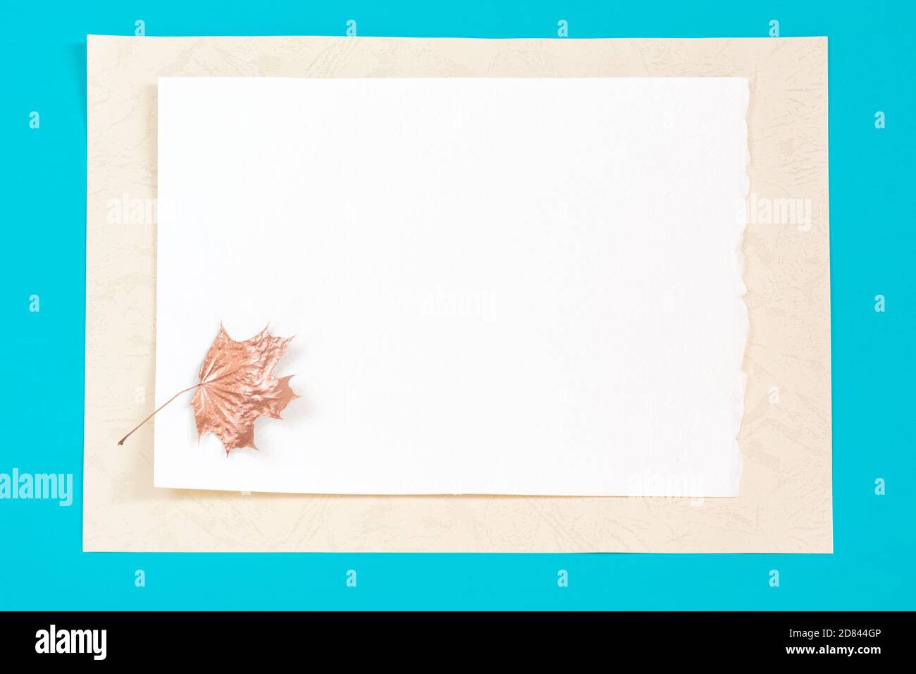 Background with golden little maple leaf on white paper Stock Photo