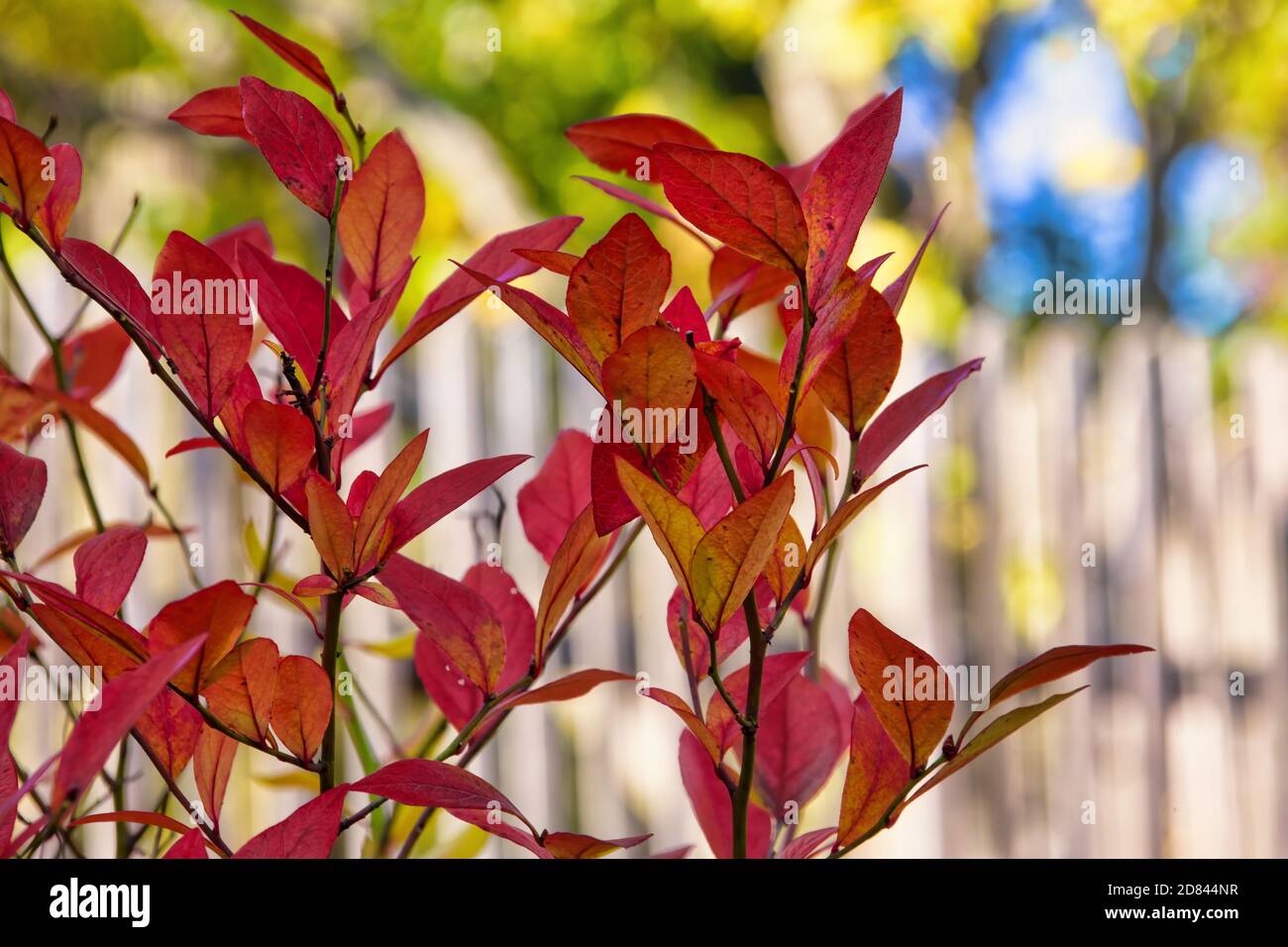 Autumn foliage of the swamp bluberry Stock Photo