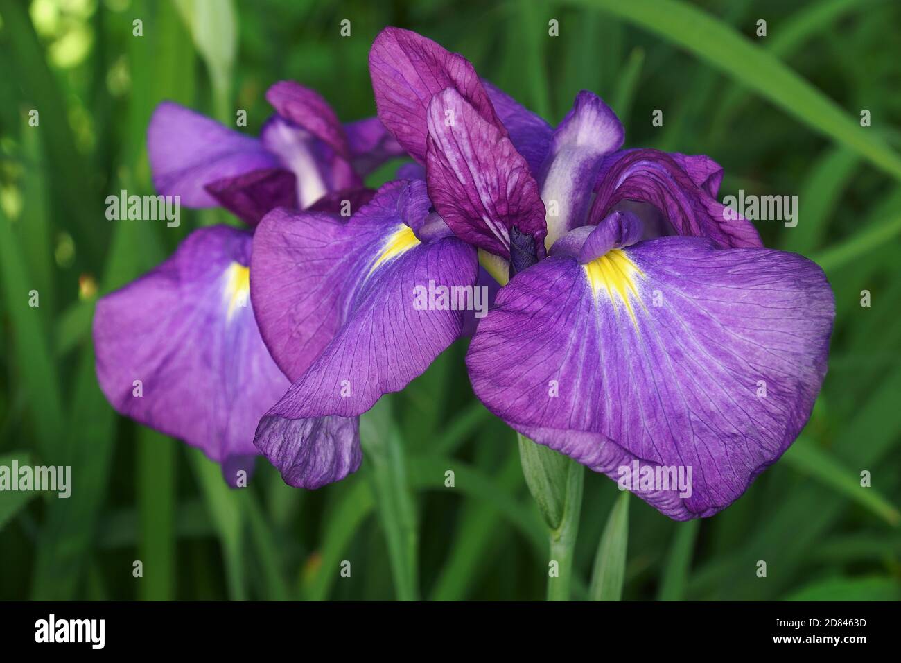 Japanese iris (Iris ensata). Another scientific name Iris kaempferi Stock Photo