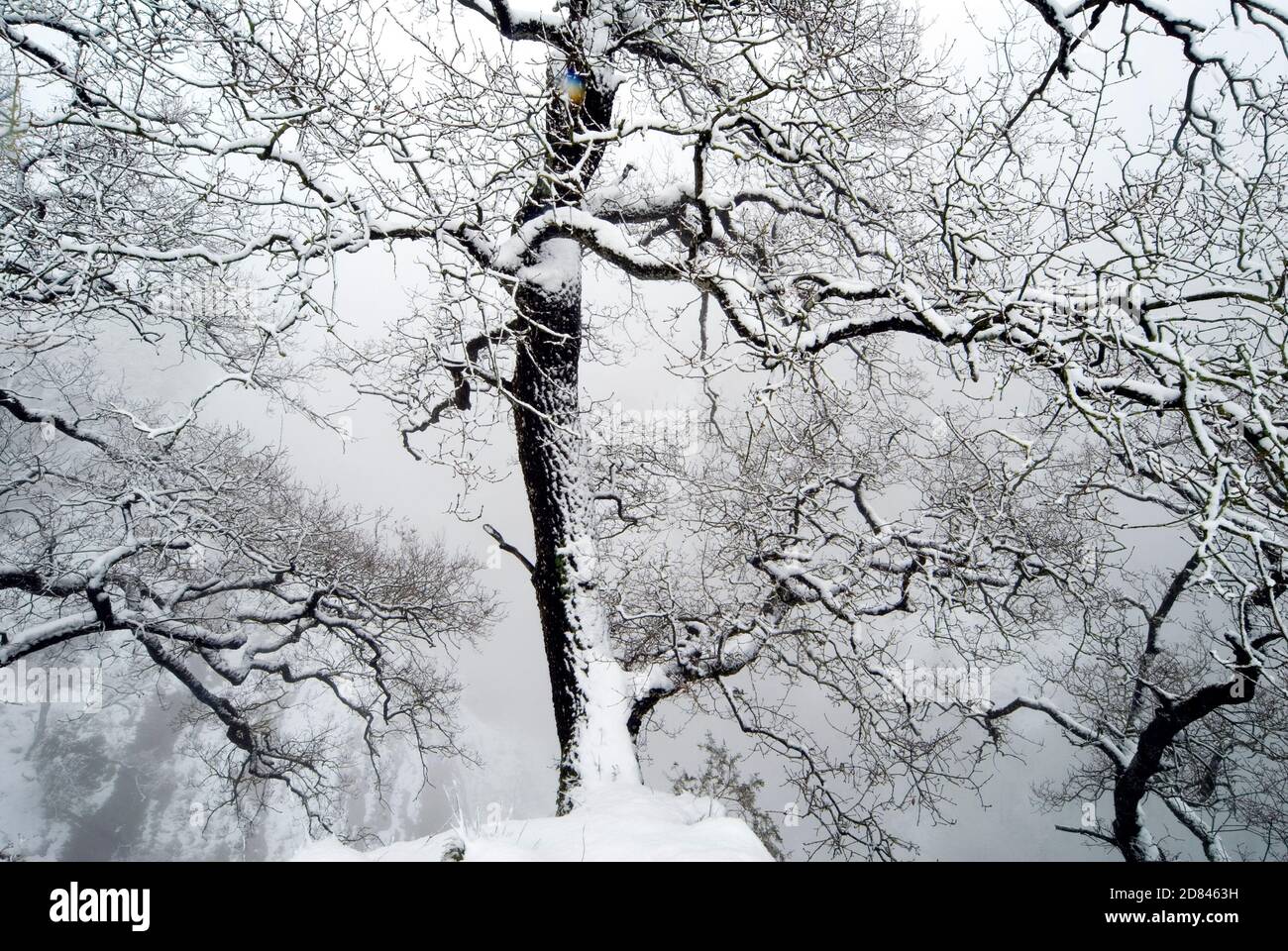 Oak trees leafless branches hi-res stock photography and images - Alamy