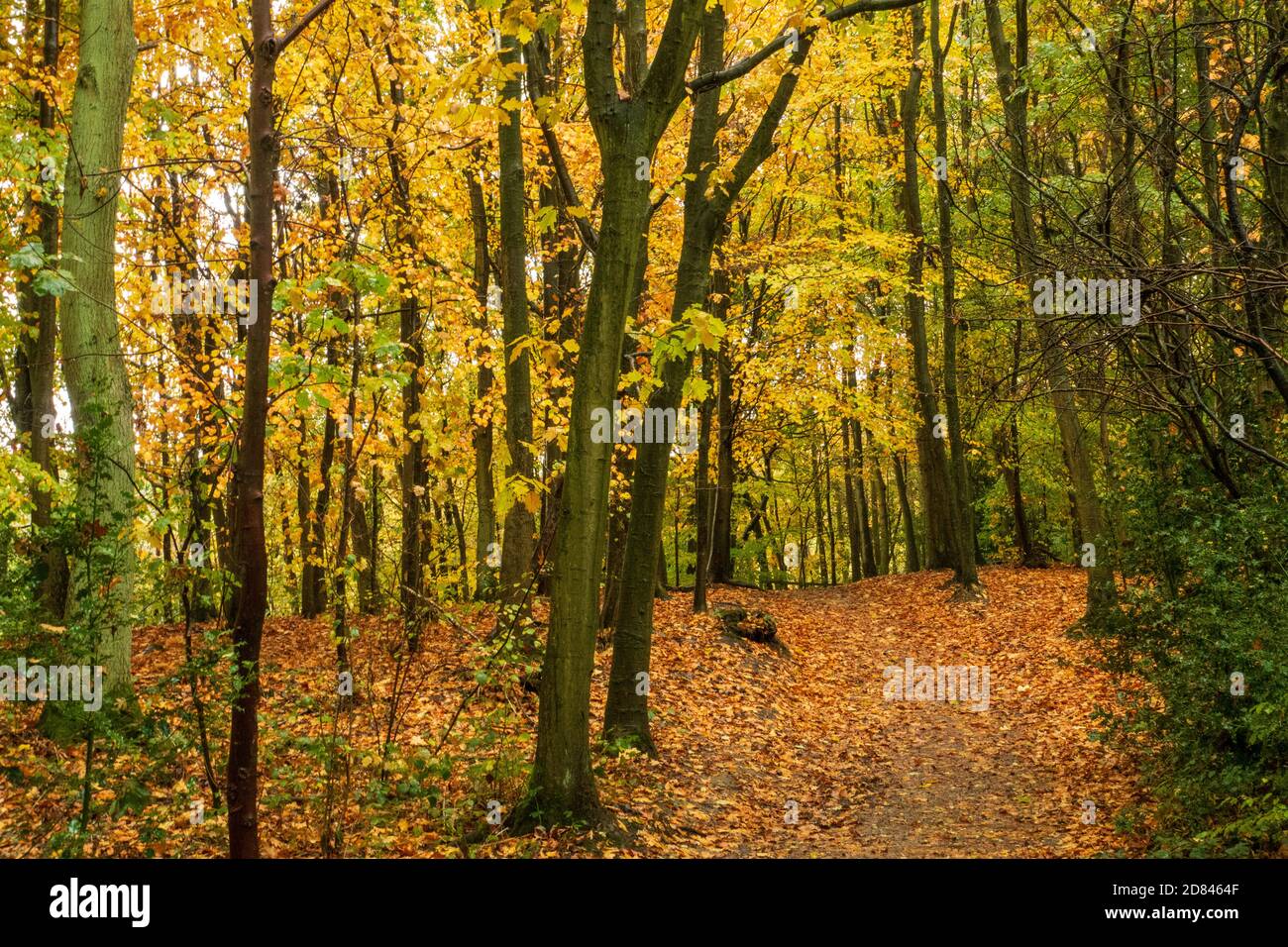 A wet autumnal day in the ancient Gillfield Wood, Totley, on the outskirts of Sheffield, Yorshire., UK Stock Photo