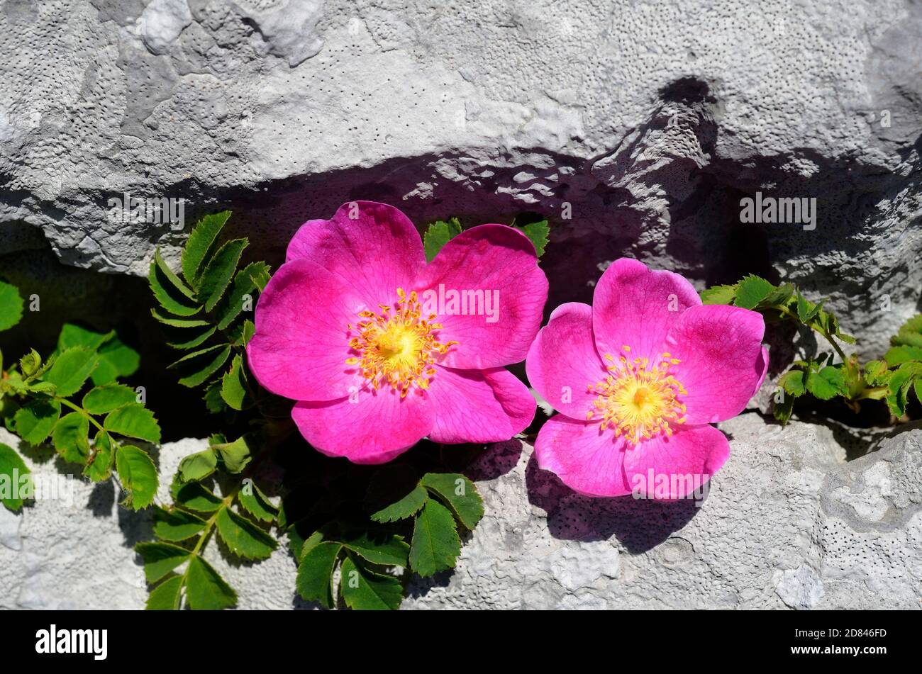Rosa pendulina is a beautiful rose that grows among the rocks of the mountains Stock Photo