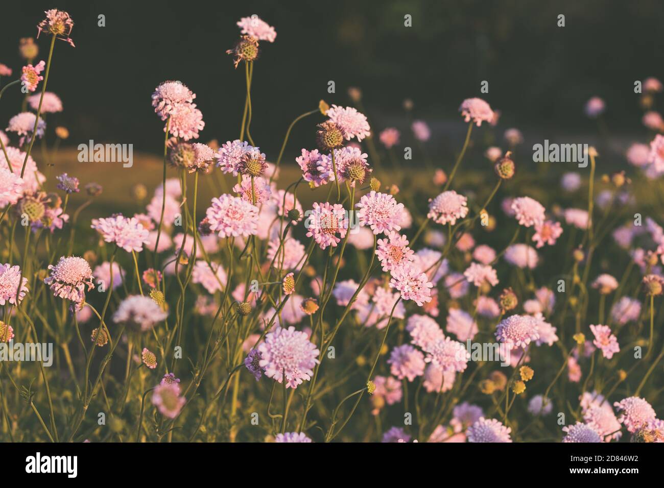 Beautiful field of blooming purple flowers Stock Photo - Alamy
