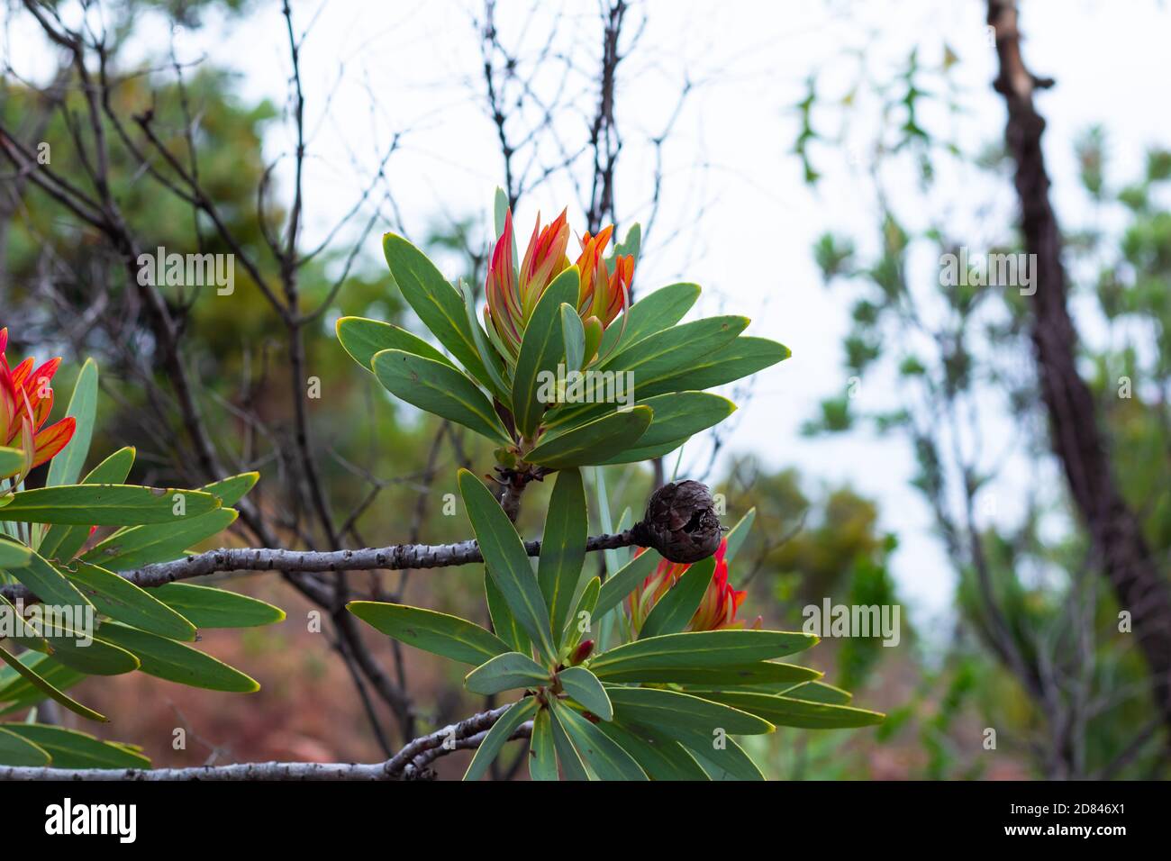 Flowering sugar bush - Protea caffra Stock Photo