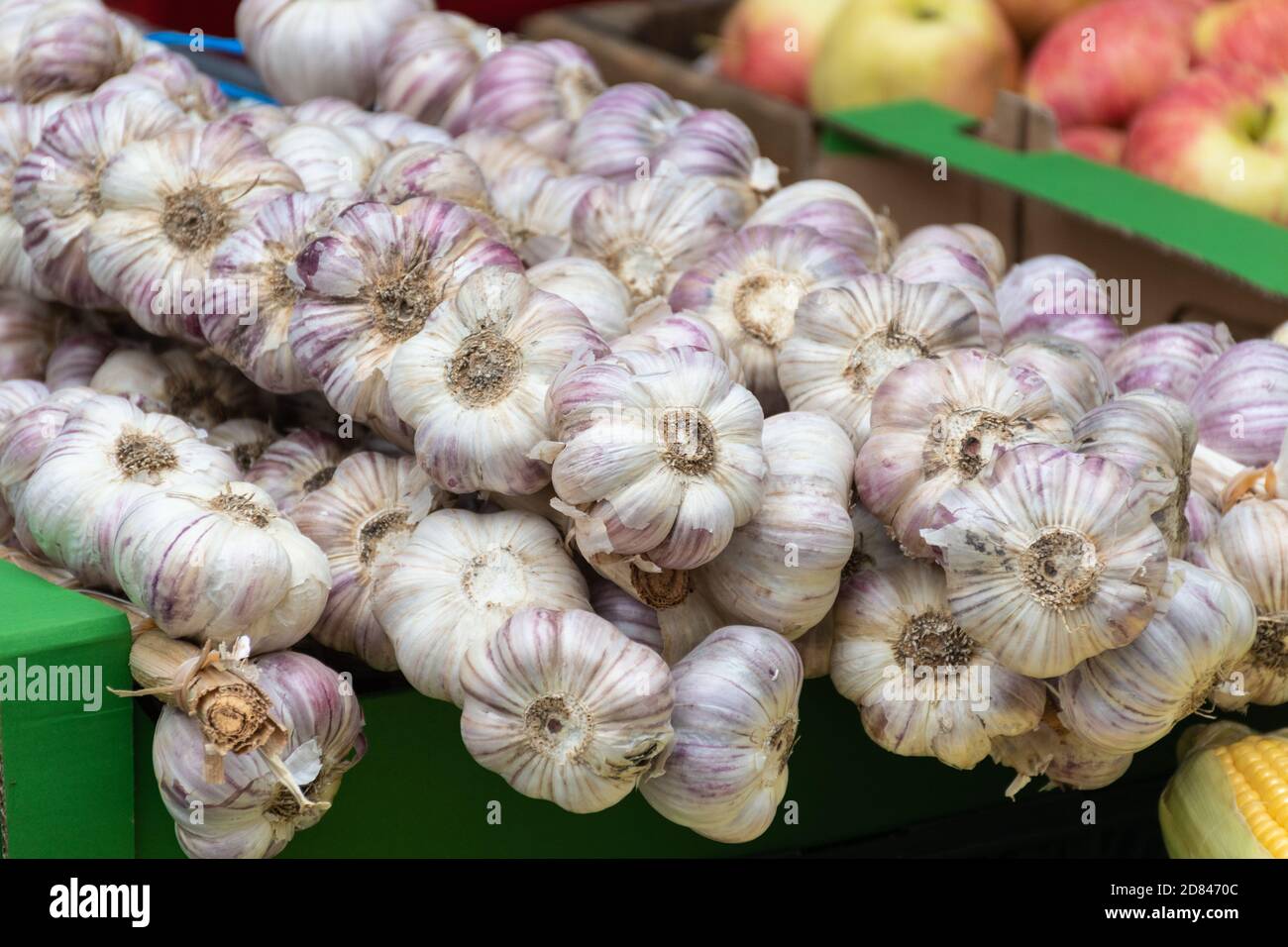 Red garlic hanging on farmer's market stall. White and purple red color heads, bits of roots, stems Stock Photo