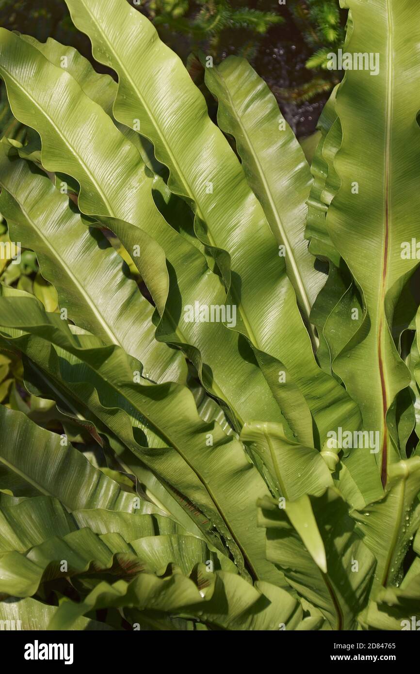 Bird's nest fern (Asplenium nidus). Closeup image of leaves Stock