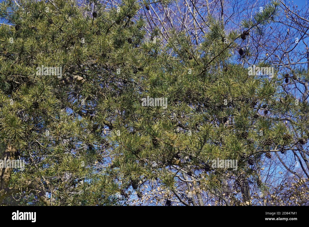 Virginia pine (Pinus virginiana). Called Scrub Pine and Jersey Pine also Stock Photo
