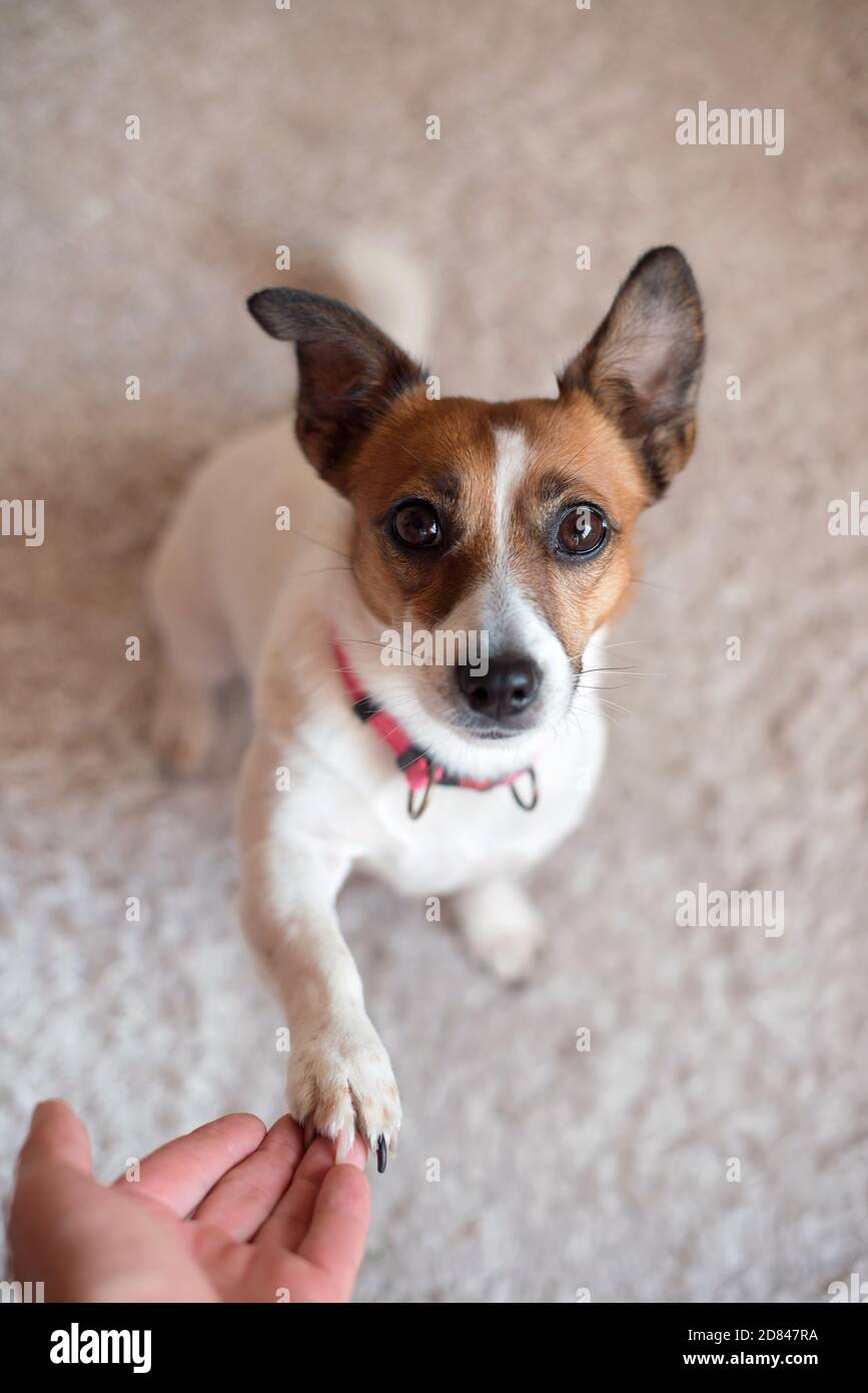 Do Jack Russells Feel The Cold