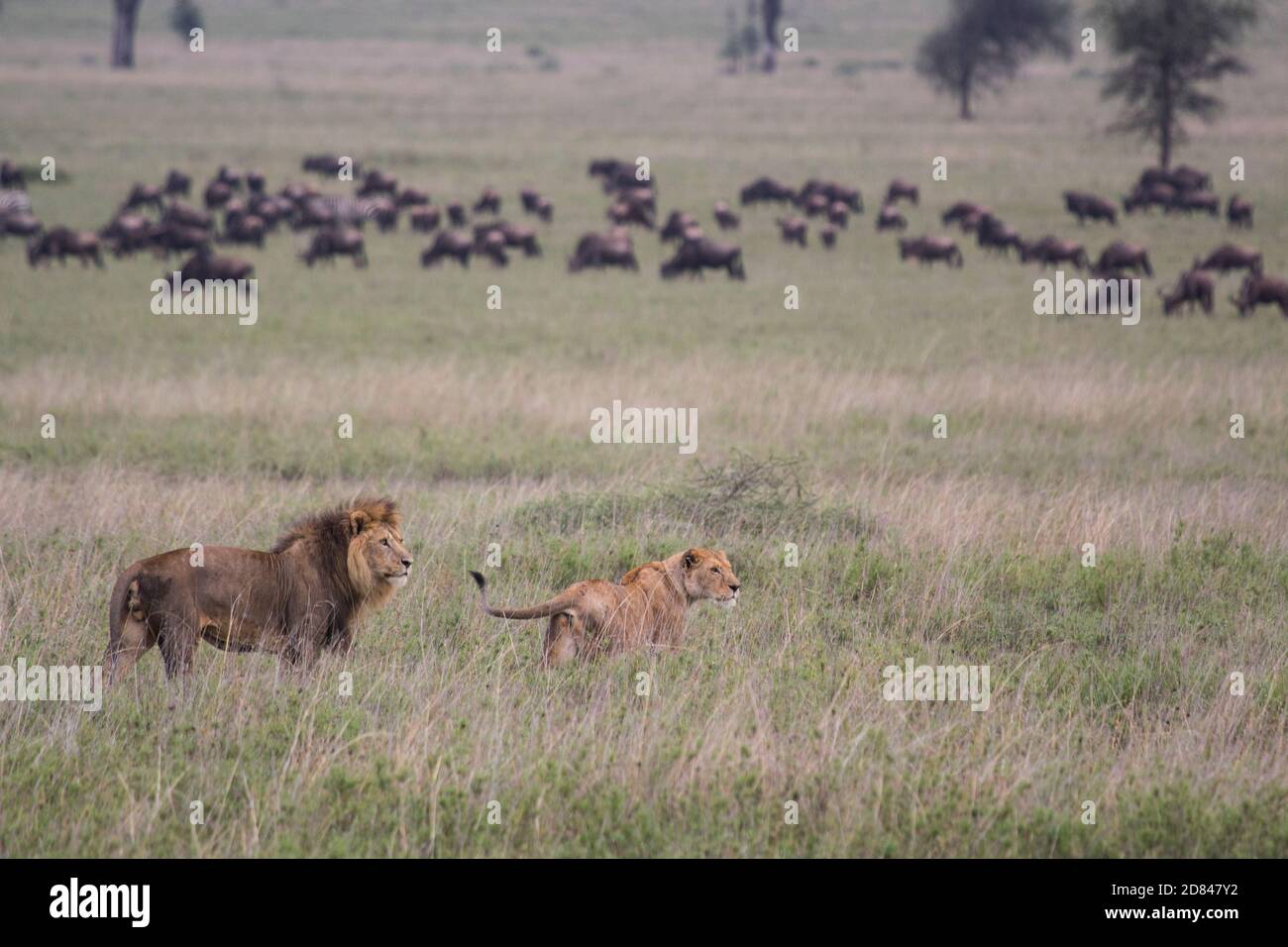 Serengeti National Park, Tanzania: lions under the rain. Stock Photo