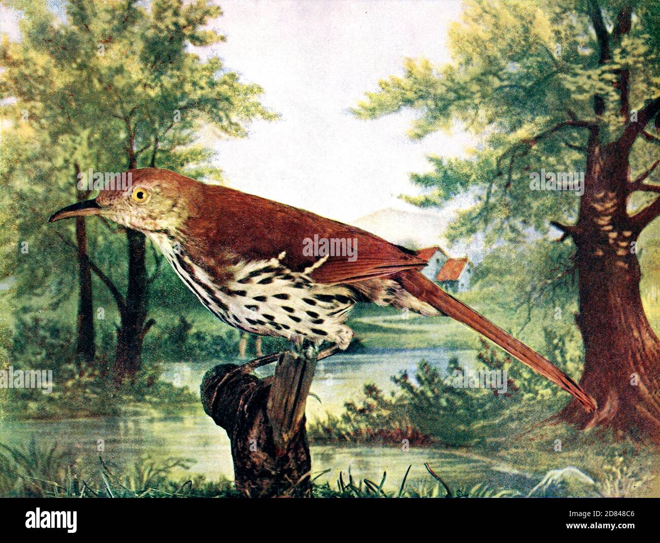 The brown thrasher (Toxostoma rufum [Here as Harporhynchus Rufus]) is a  bird in the family Mimidae, which also includes the New World catbirds and  mockingbirds. The brown thrasher is abundant throughout the