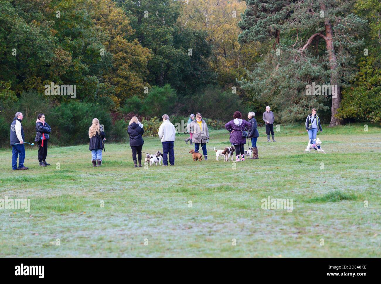 Group of people with dogs socialise at Burnham Beeches nature reserve, Buckinghamshire, England, UK Stock Photo