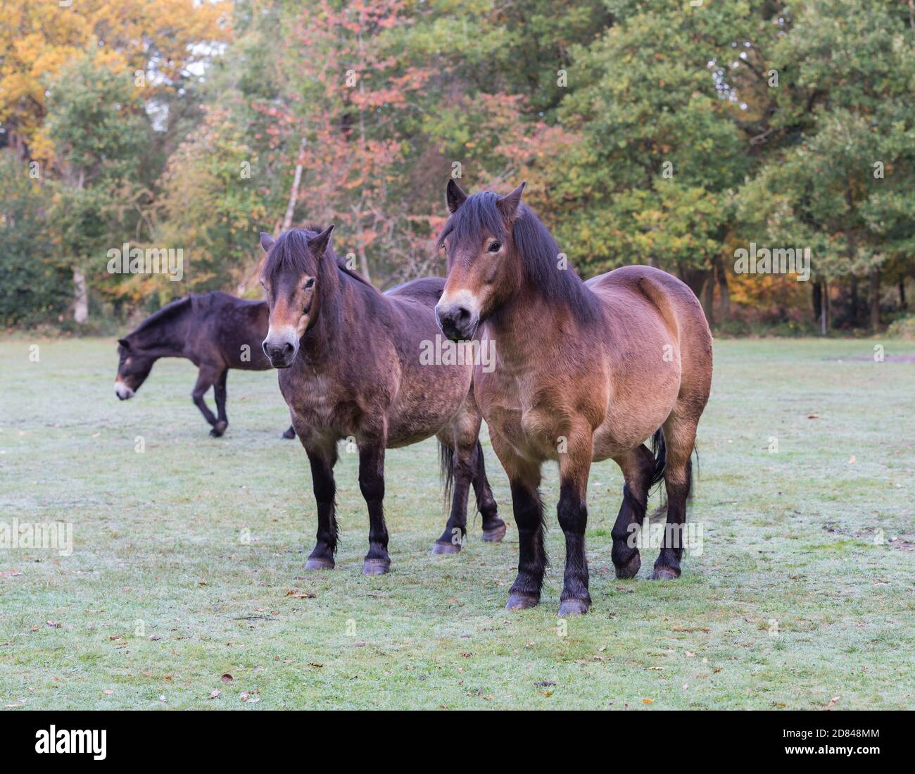 Exmoor ponies roaming free at Burnham Beeches nature reserve, Buckinghamshire, England, UK Stock Photo