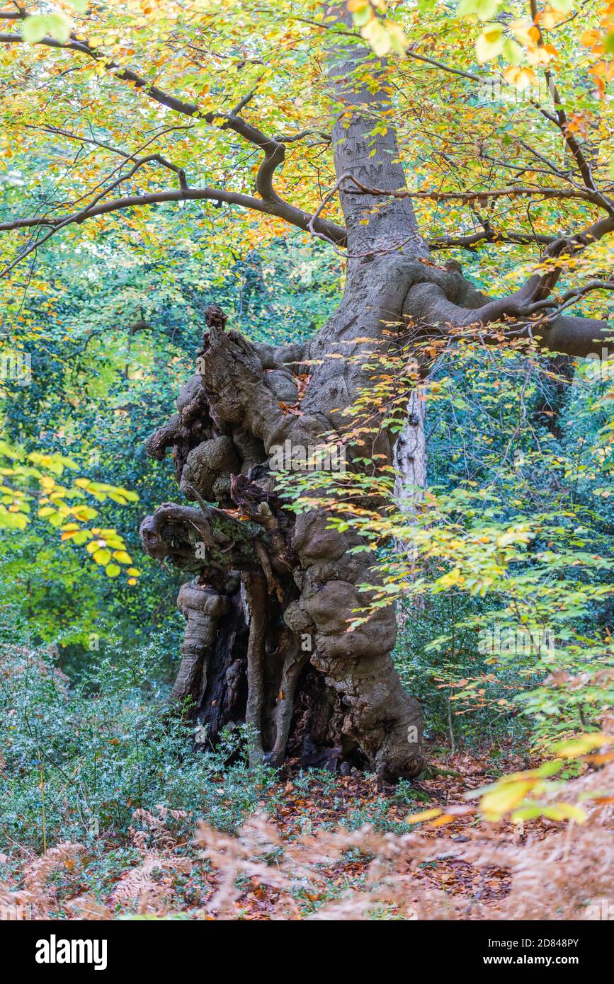 The gnarled and deformed trunk of an old beech tree, Burnham Beeches nature reserve, Buckinghamshire, England, UK Stock Photo