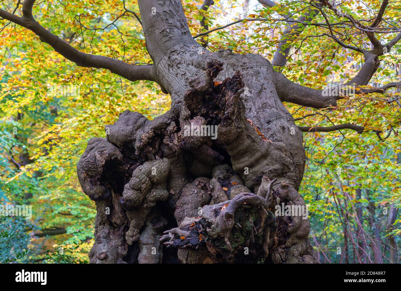 The gnarled and deformed trunk of an old beech tree, Burnham Beeches nature reserve, Buckinghamshire, England, UK Stock Photo