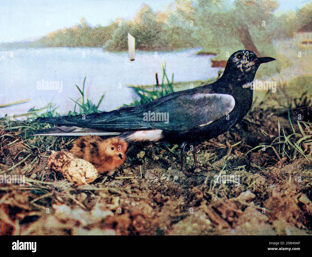 Black Tern [Hydrochelidon Ingra Surinamensis] Mother with chick and eggs From Birds : illustrated by color photography : a monthly serial. Knowledge of Bird-life Vol 1 No 3 March 1897 Stock Photo