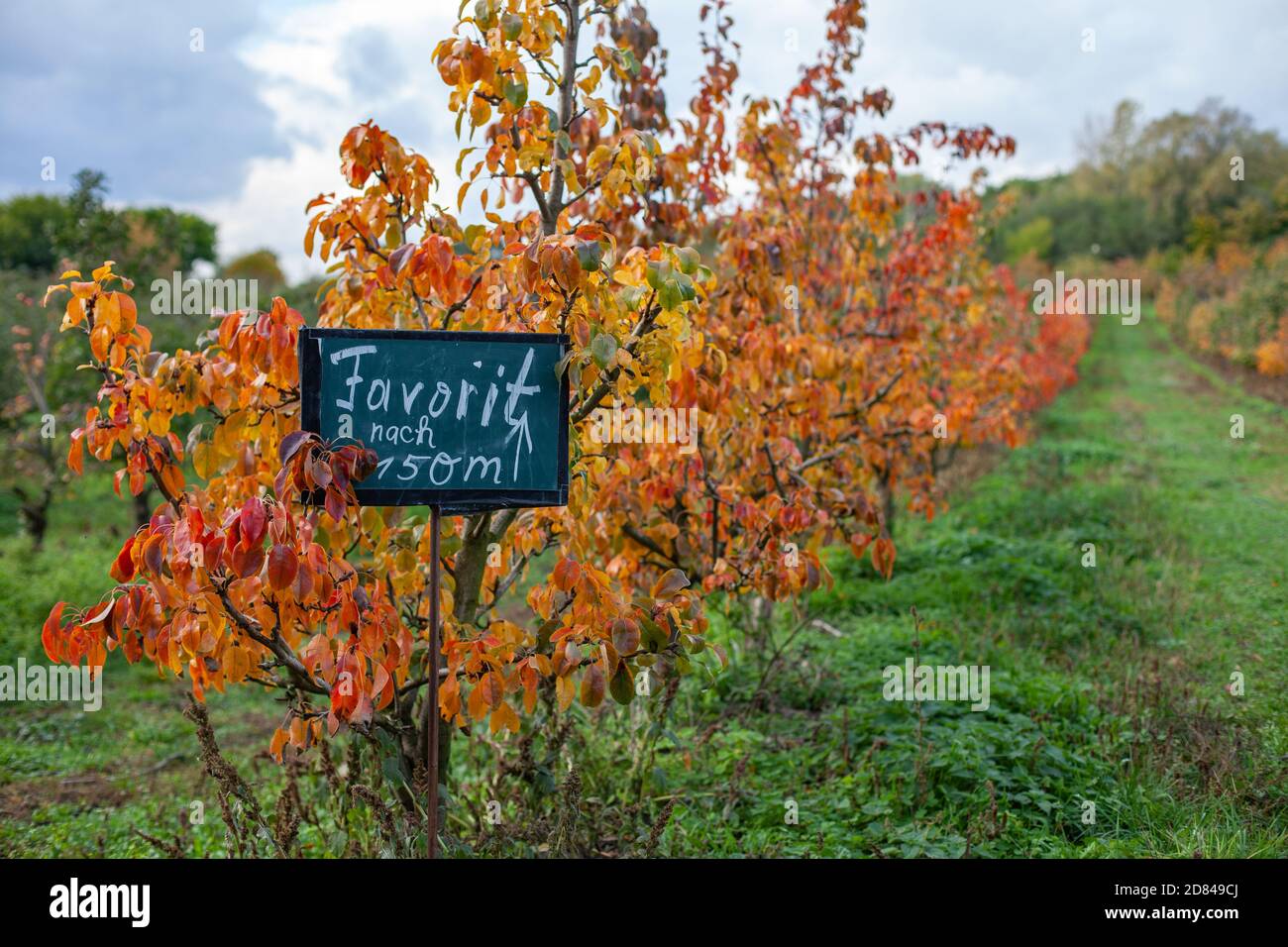 Apple trees showing fall colors grow on trees at Hofladen Potsdam - Neumanns Erntegarten in Potsdam, Germany Stock Photo