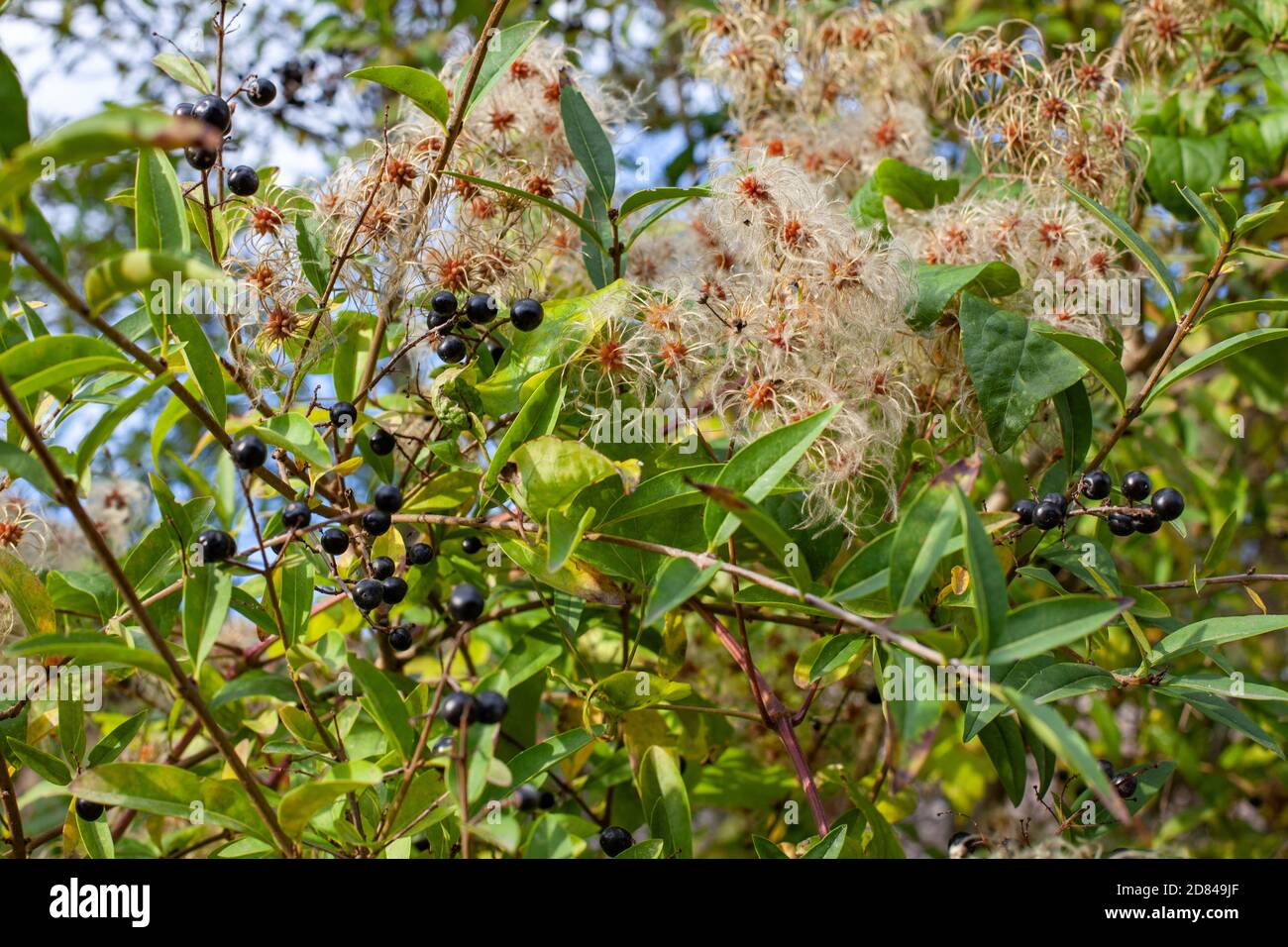 Black berries and fluffy seeds grow on bushes in the German countryside in Potsdam, Germany Stock Photo