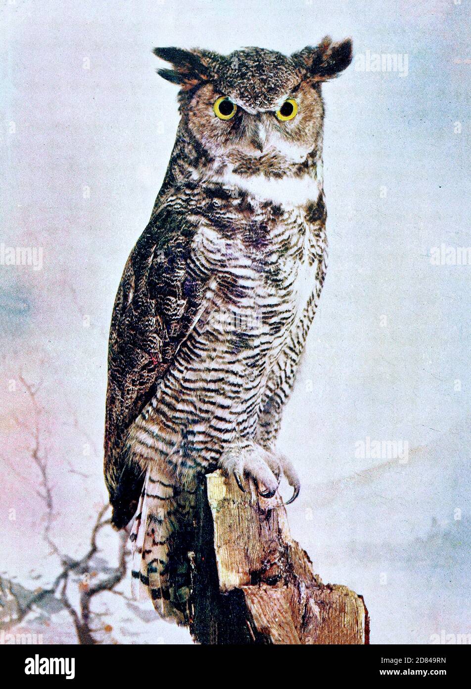 The great horned owl (Bubo virginianus), also known as the tiger owl (originally derived from early naturalists' description as the "winged tiger" or "tiger of the air") or the hoot owl,[2] is a large owl native to the Americas. It is an extremely adaptable bird with a vast range and is the most widely distributed true owl in the Americas.[3] Its primary diet is rabbits and hares, rats and mice, and voles, although it freely hunts any animal it can overtake, including rodents and other small mammals, larger mid-sized mammals, birds, reptiles, amphibians, and invertebrates. From Birds : illustr Stock Photo