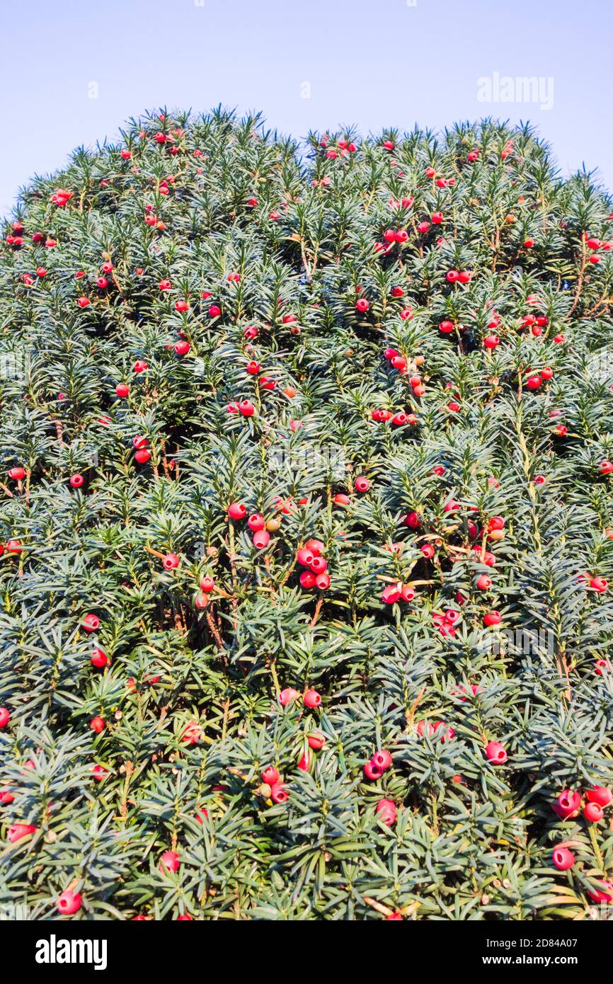Closeup of red, fleshy Yew Berries (arils) on a Common Yew (Taxus baccata) Stock Photo
