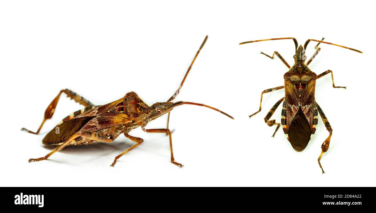 side view and top view of Western conifer seed bugs Leptoglossus occidentalis in profile isolated on white background Stock Photo