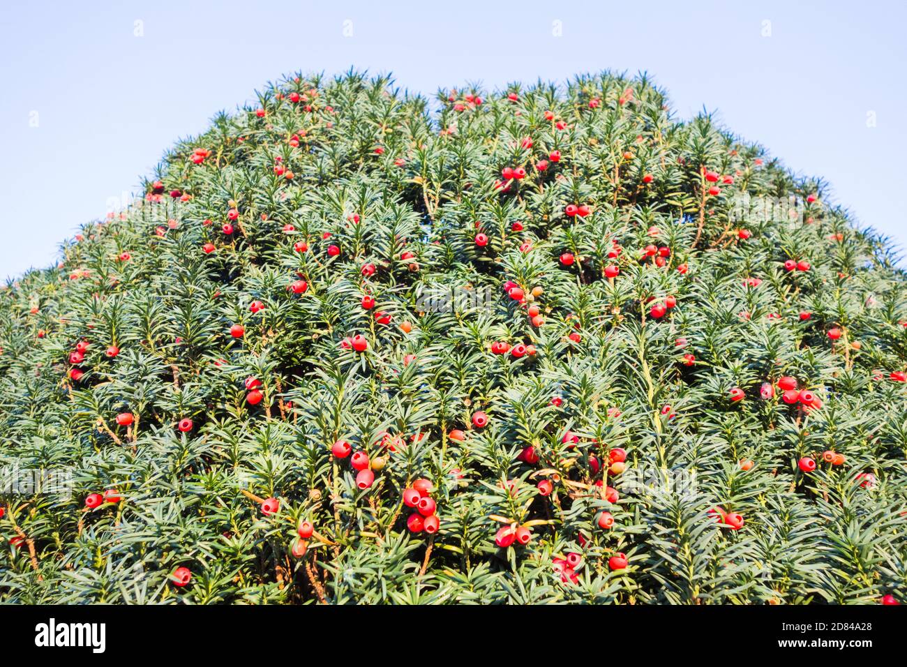 Closeup of red, fleshy Yew Berries (arils) on a Common Yew (Taxus baccata) Stock Photo