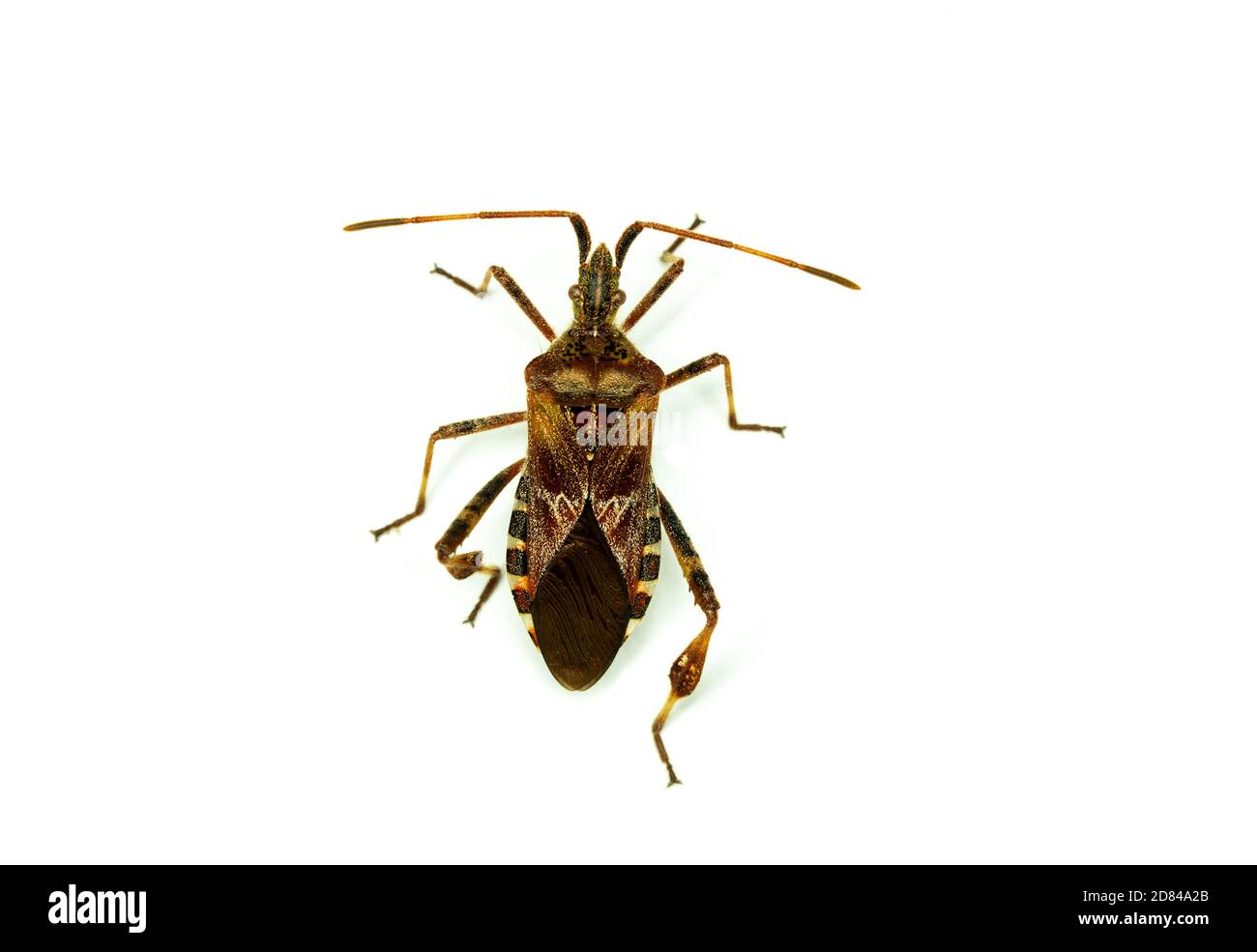 Western conifer seed bug Leptoglossus occidentalis in top view isolated on white background. Amerikanische Kiefernwanze, Zapfenwanze Stock Photo