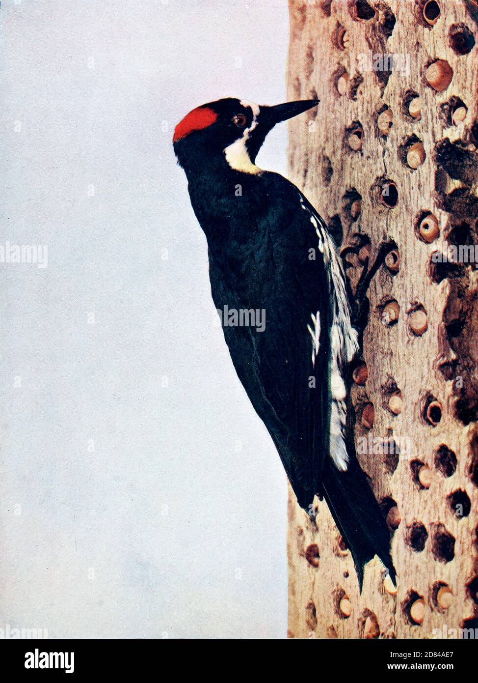 The acorn woodpecker or California woodpecker (Melanerpes formicivorus) is a medium-sized woodpecker, 21 cm (8.3 in) long, with an average weight of 85 g (3.0 oz). Acorn woodpeckers are larder hoarders. Breeding groups create a food store by drilling holes in a dead tree, and stuffing acorns into them. The group defends the tree against potential robbers. As well as acorns, they also eat insects, fruit, seeds and sometimes tree sap. From Birds : illustrated by color photography : a monthly serial. Knowledge of Bird-life Vol 1 No 4 April 1897 Stock Photo