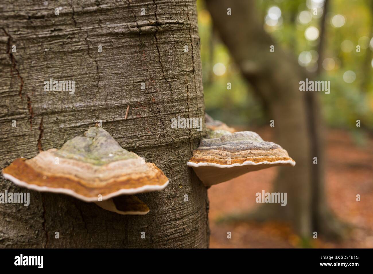 Tinder mushrooms growing on a beech tree trunk in a forest in the Netherlands Stock Photo