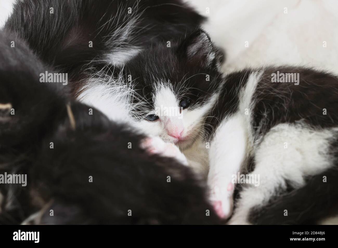 Cute Small Tuxedo Kitten Lying With Mother Cat Stock Photo Alamy cute-small-tuxedo-kitten-lying-with-mother-cat-stock-photo-alamy