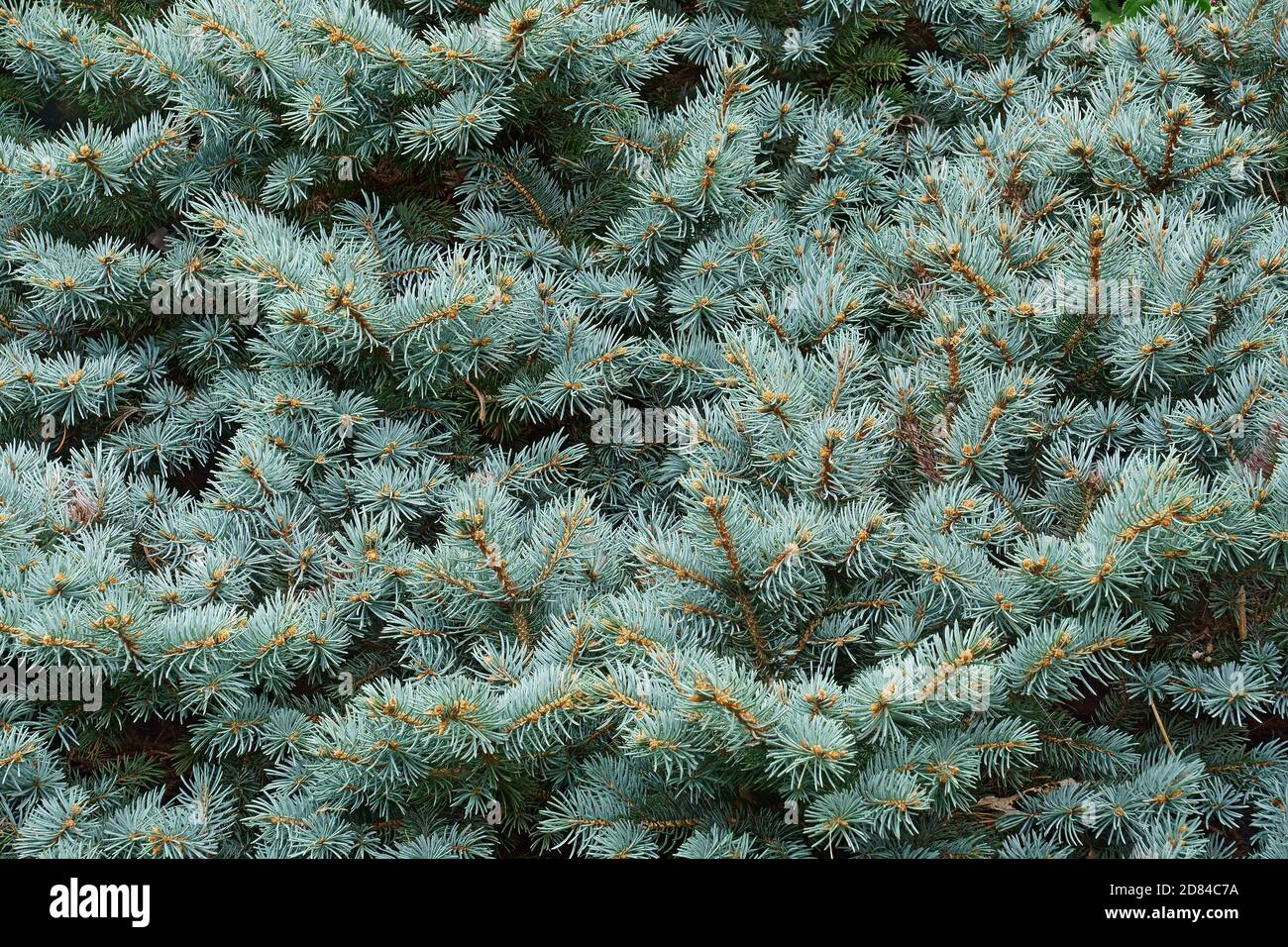 Blue Spruce (Picea pungens 'Glauca Globosa'). Called Colorado spruce and Blue globe colorado spruce also Stock Photo