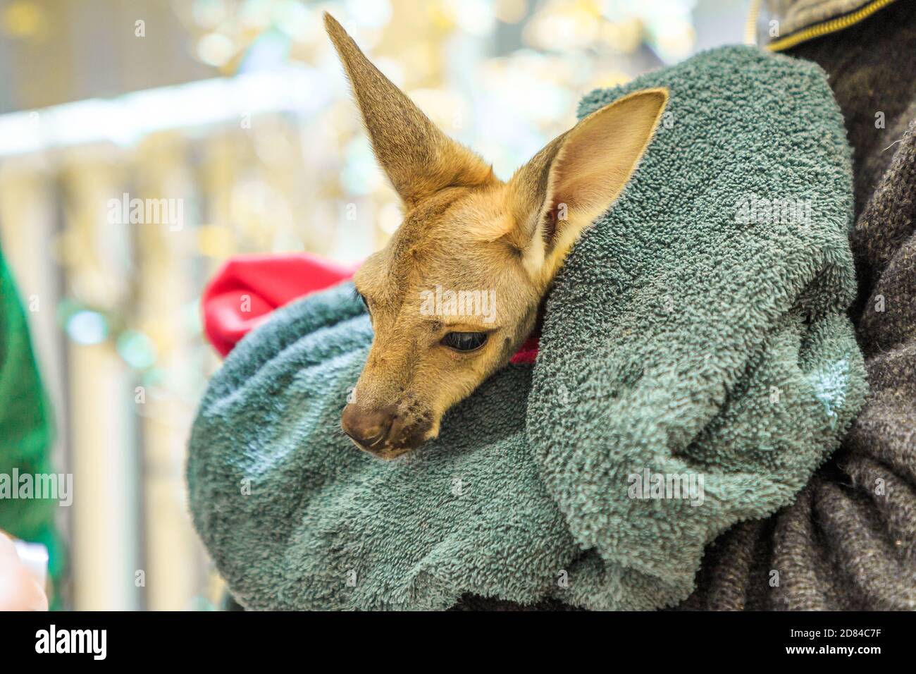 Tourist holding kangaroo joey in Australia. Interacting with cute ...