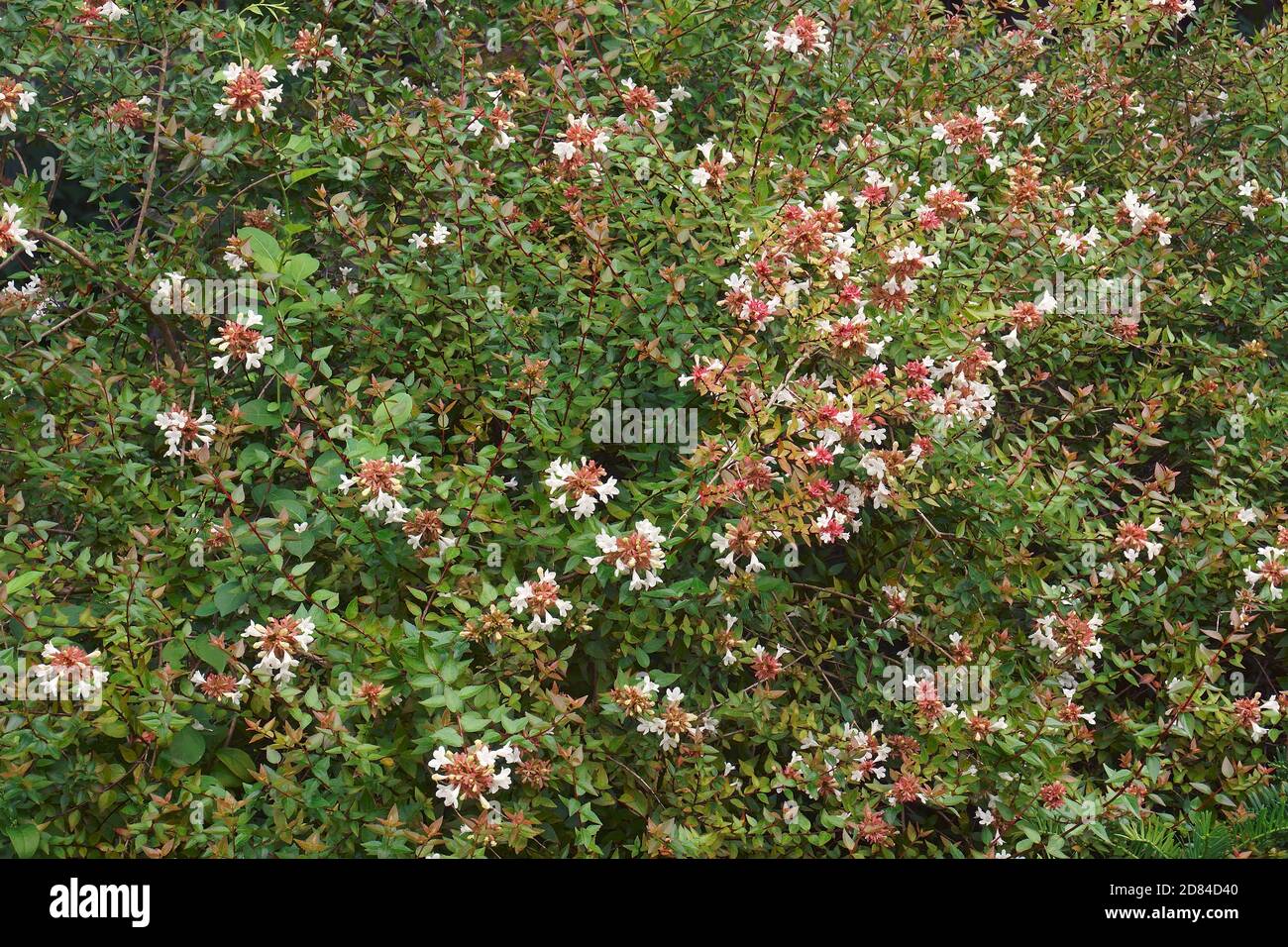 Glossy Abelia (Linnaea x grandiflora). Hybrid between Linnaea chinensis and Linnaea uniflora Stock Photo