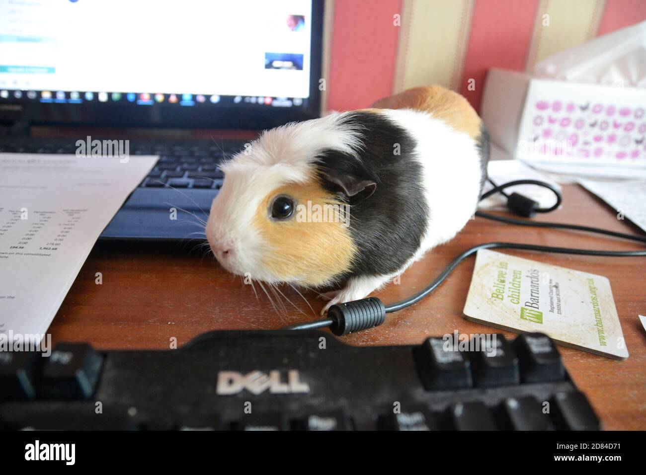 Guinea pig on a desk beside a laptop in the UK. Working from home. Stock Photo