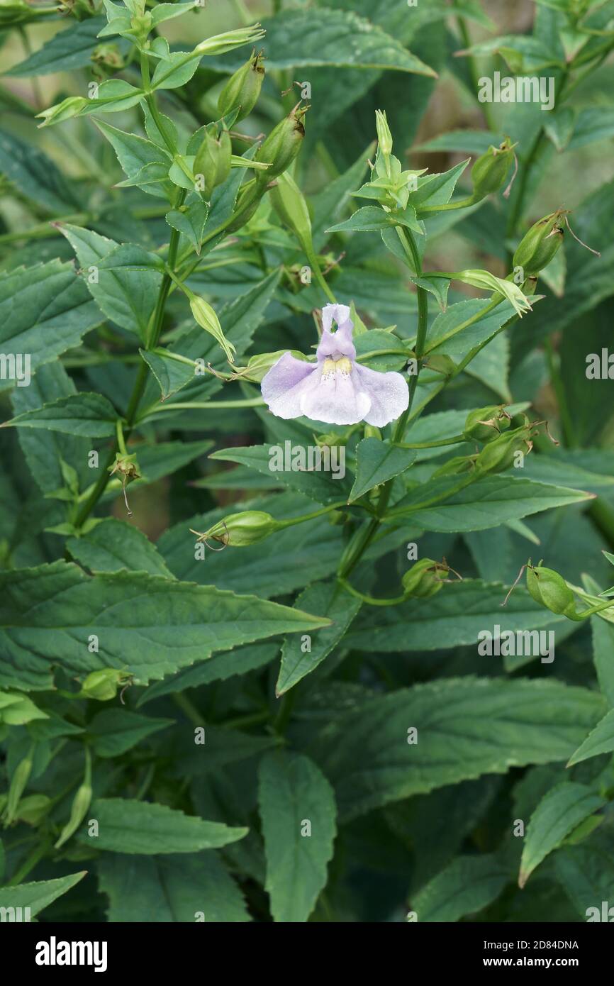 Allegheny monkeyflower (Mimulus ringens). Called Monkey flower, Lavender musk and Square-stemme monkey flower also Stock Photo