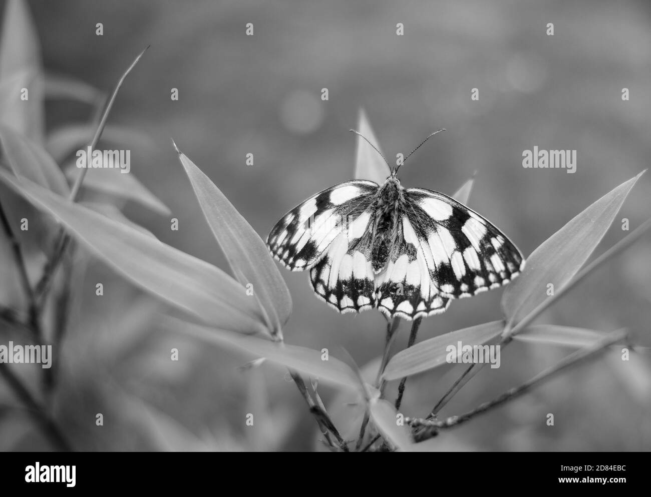 Black and white butterfly on bamboo leaf Stock Photo