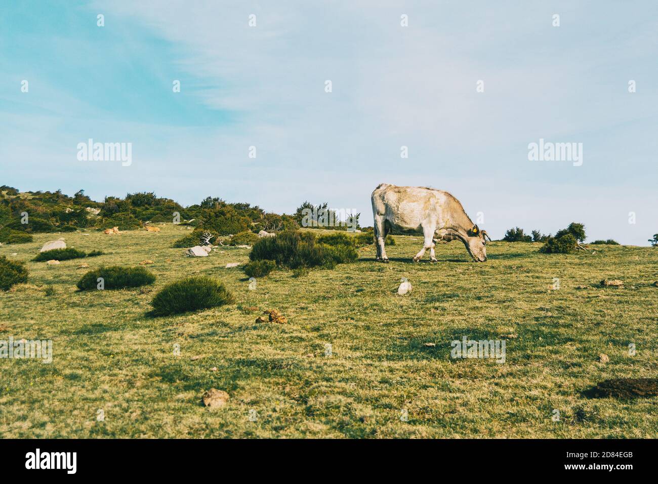 Cow eating on green meadow hi-res stock photography and images - Alamy