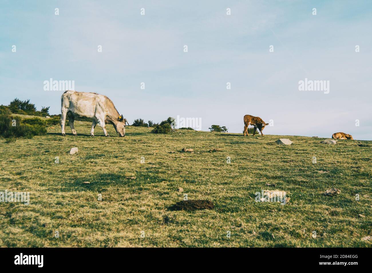 A white cow grazing next to two calves in a meadow Stock Photo - Alamy