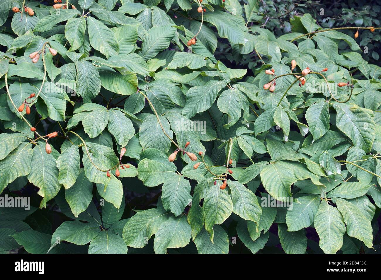 Rogers bottlebrush buckeye (Aesculus parviflora var. serotina 'Rogers
