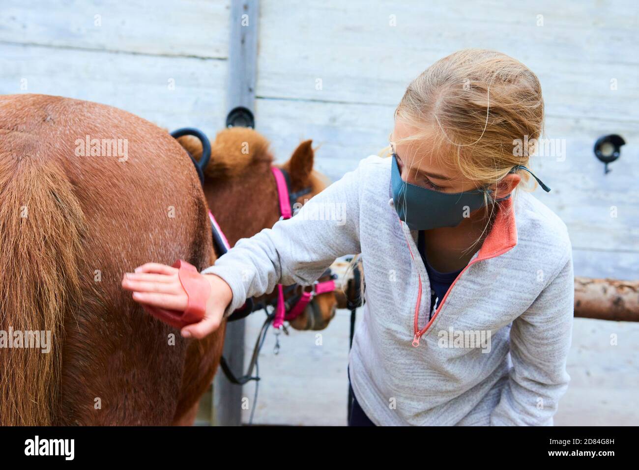 Child grooming horse with brush, Girl cleaning and taking care of horse Stock Photo