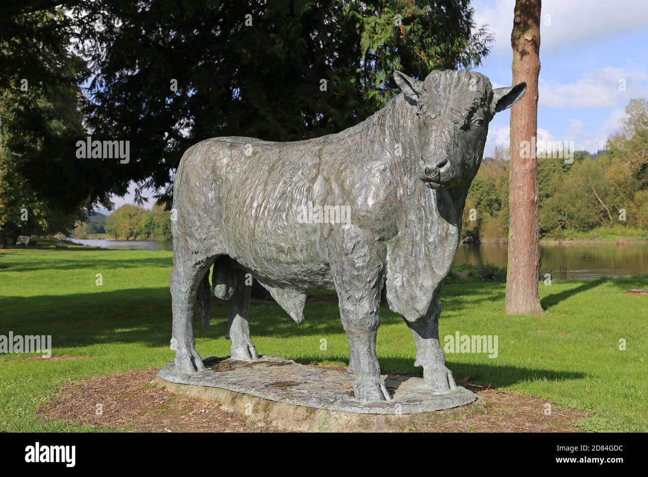 Life-size Welsh Black Bull statue, Groe Park, The Strand, Builth Wells, Brecknockshire, Powys, Wales, Great Britain, United Kingdom, UK, Europe Stock Photo